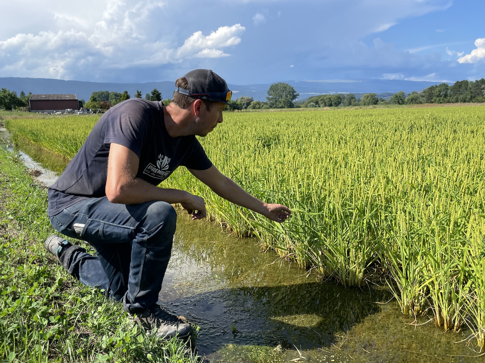 Léandre Guillod devant la rizière du Vully, où il cultive avec succès du riz tout en favorisant la biodiversité locale. (photo P.Bieri)