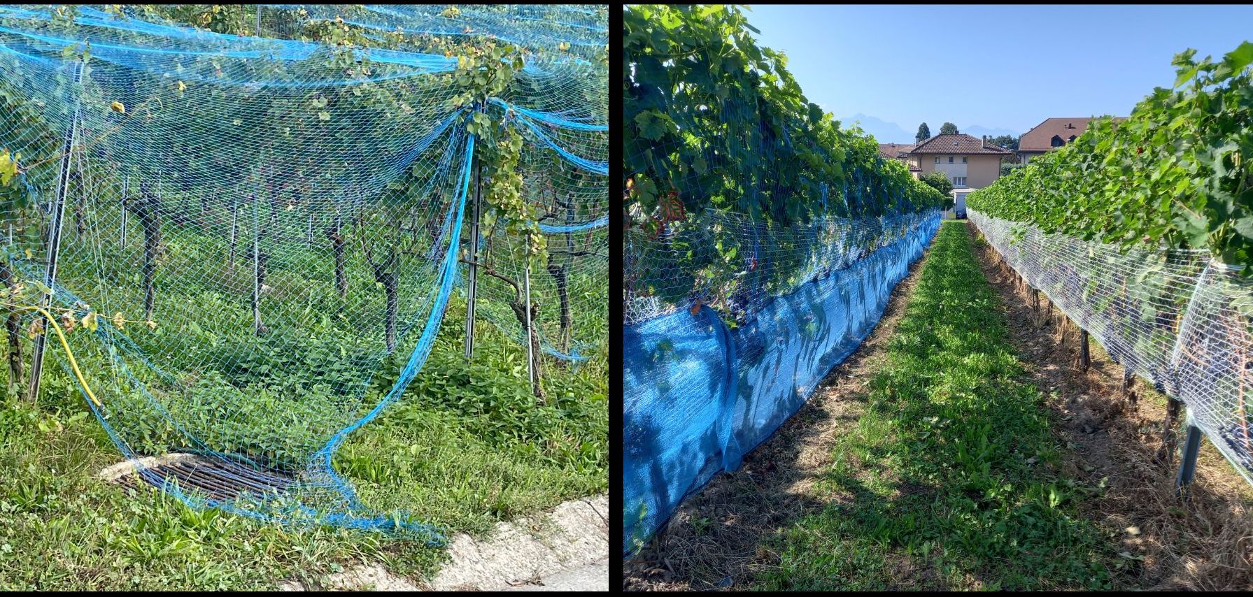Des filets de protection mal posés (g) peuvent être fatals pour les oiseaux et petits mammifères. A droite, ils préservent la faune. (photos: VITISWISS et Agridea)