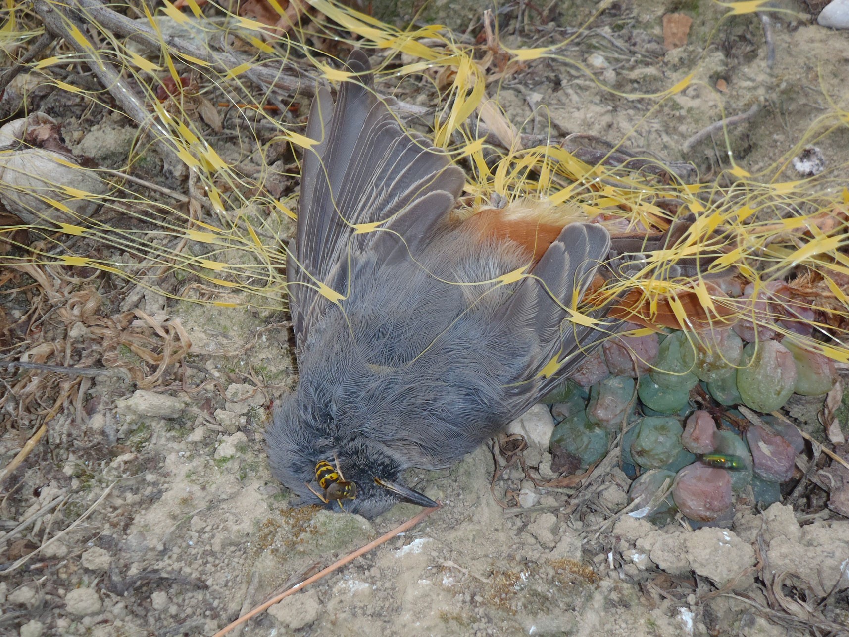Photo: Rougequeue noir mort dans un filet de vigne
