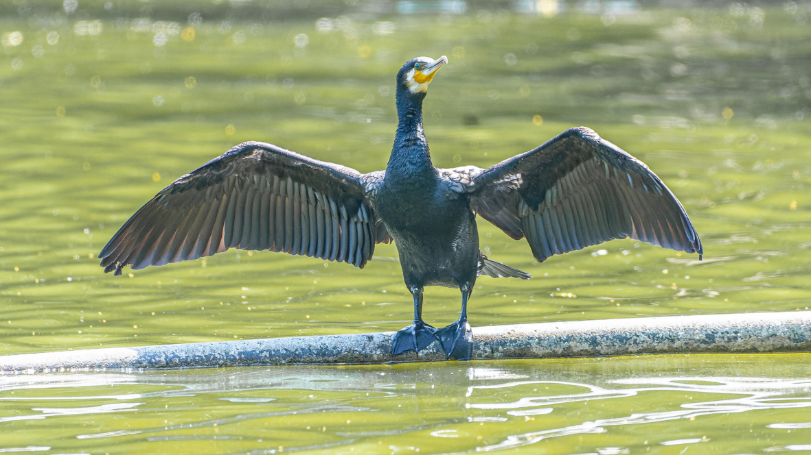 Selon les pêcheurs professionnels du lac de Neuchâtel, la biomasse de poissons dans le ventre des cormorans serait aujourd’hui trois fois plus importante que dans leurs filets - photo DR