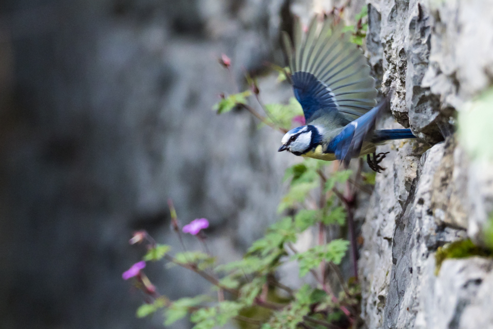 Des mésanges profitent des murs en pierres sèches pour y faire leur nid. Photo: Christian Egger 