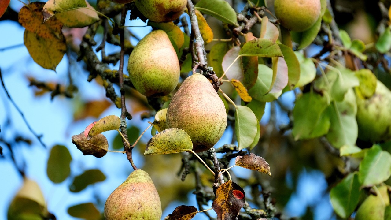 Photo d'illustration: Pixabay 