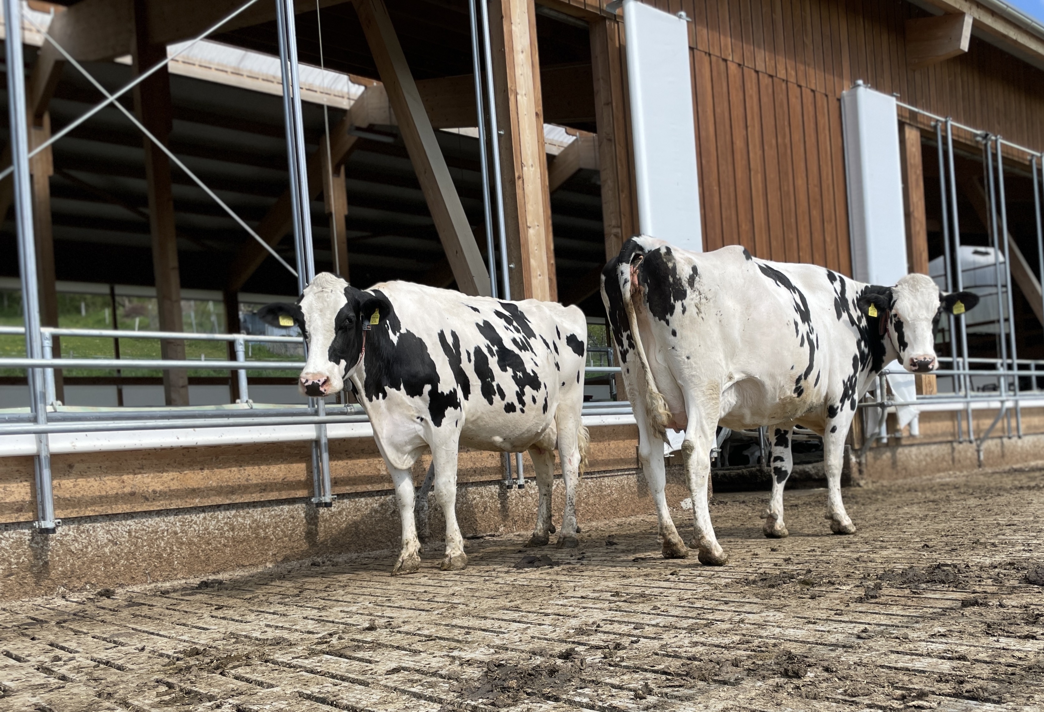 De plus en plus d'étables modernes prévoient un accès à l'extérieur, en lien avec les exigences des programmes SST et SRPA. - photo PB