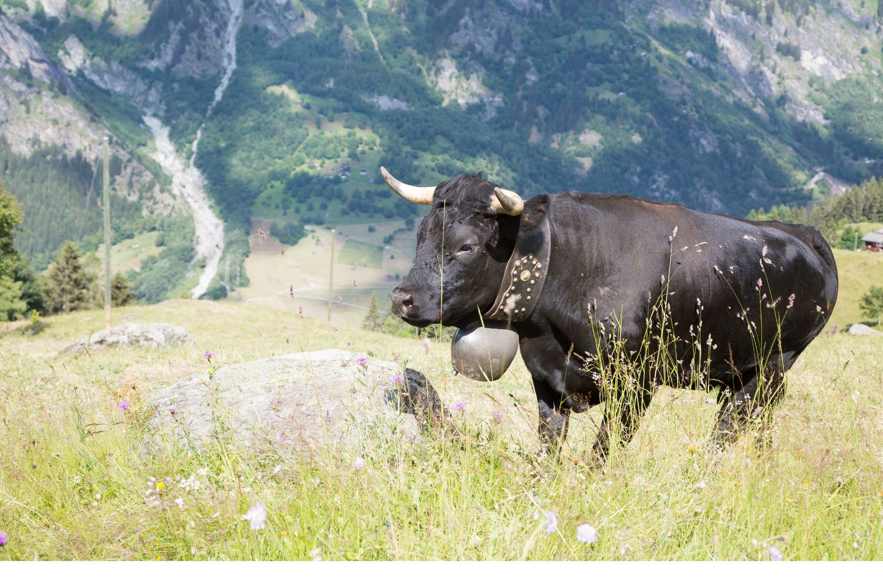 Des apprentis agriculteurs se formeront bientôt à la gestion d’alpages, dans le cadre de la nouvelle orientation "économie alpestre et agriculture de montagne" (DR)