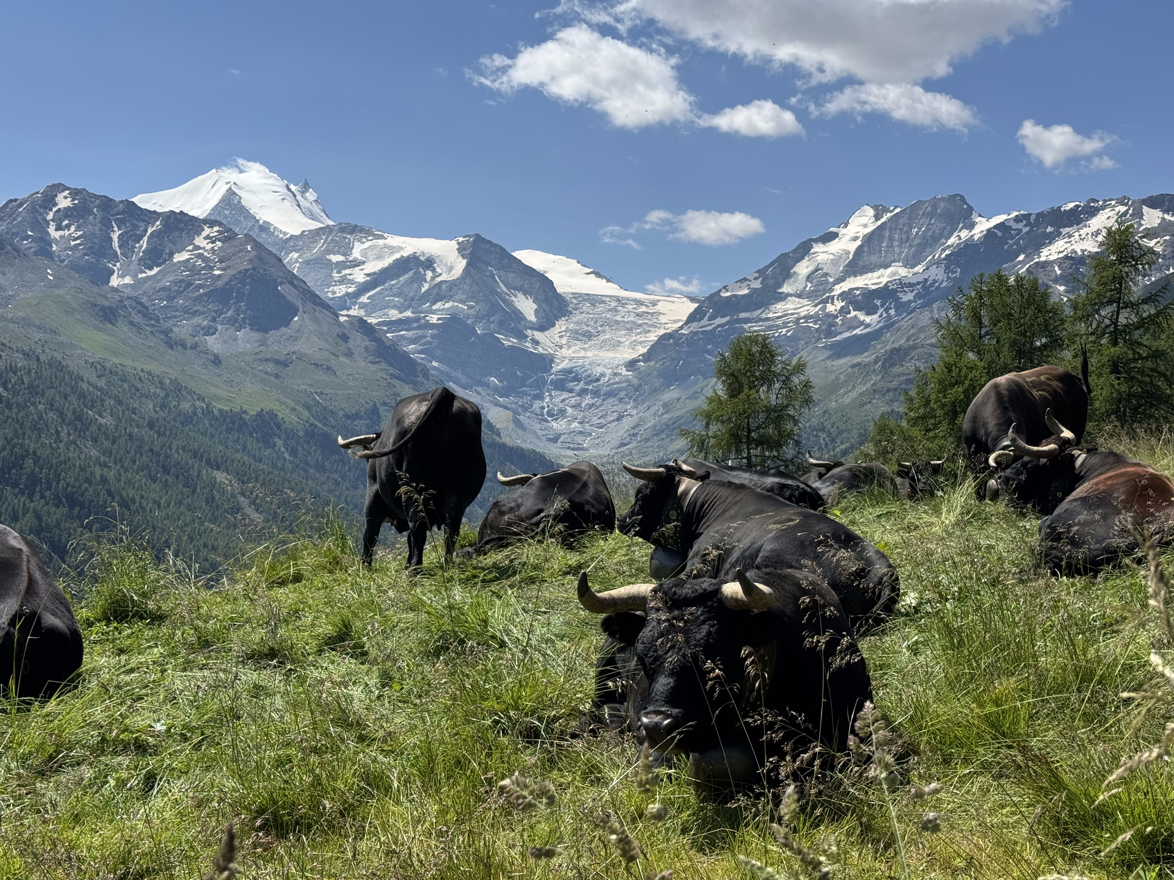 Le programme « Ma Reine de l’été » permet à chaque parrain de suivre une vache d’Hérens durant toute la saison d’alpage. (DR)