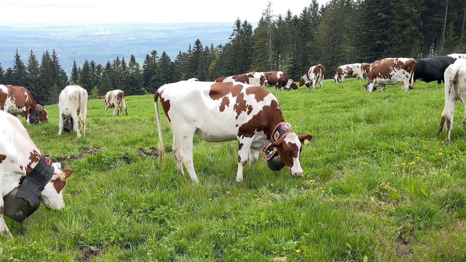L'élevage bovin a diminué de 25% depuis 1980. ©Pascale Bieri